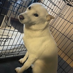急募です
