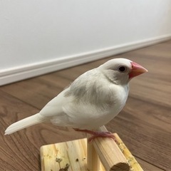 文鳥　　里親決まりました