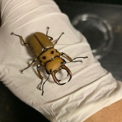 メンガタメリークワガタ　ペアの画像