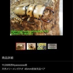メンガタメリークワガタ　ペアの画像
