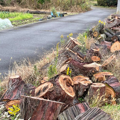 薪　あげます。チェンソー、薪割り機使えます。道路脇なので積み込み作業楽々ですの画像