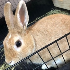 ミニうさぎ　1歳　家族決まりました