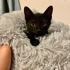 ミニサイズな黒猫ちゃん☆☆ - 猫