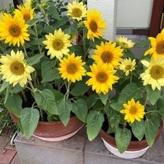 友達になってください