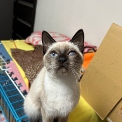 キャンセルに付き再募集❣️エキゾチックなブルーアイの瞳が神秘的な...