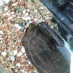 クサガメ♀16歳