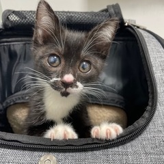 本譲渡済　2ヶ月子猫　オス　目に白濁あり　里親募集中