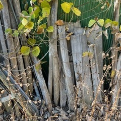 木材、廃材、引き取りに来て頂けませんか？の画像
