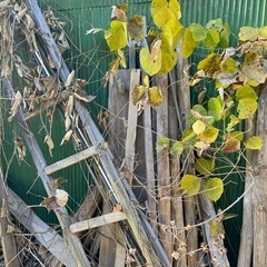 木材、廃材、引き取りに来て頂けませんか？の画像