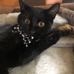 一旦募集を終了させていただきます【黒猫】４ヶ月前後の男の子です