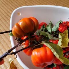 ソラナムパンプキンの実の画像