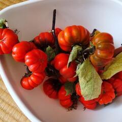 ソラナムパンプキンの実