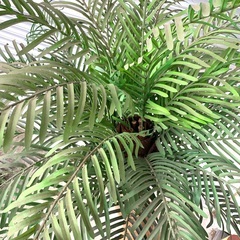 フェイクグリーン 観葉植物 人工観葉植物  高さ約210cm  インテリア オフィス 等の画像