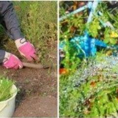 【30分／1袋1250円！】草むしり（45Lのゴミ袋使用）&除草...