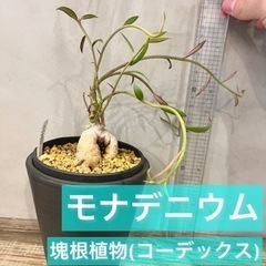 モナデニウム モンタナム ほぼ流通する事のない塊根植物 観葉植物 ビザールプランツの画像