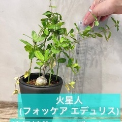 かなり希少価値の高い塊根植物 火星人(フォッケア エデュリス)観葉植物 ビザールプランツの画像
