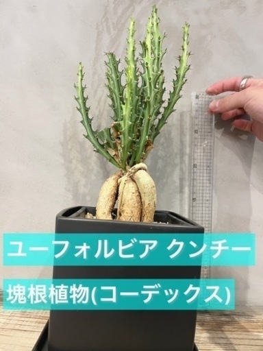 流通量の少ない仕立てもレアな塊根植物ですユーフォルビア・ クンチー 観葉植物 ビザールプランツ