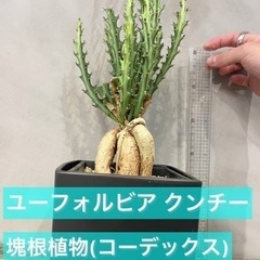流通量の少ない仕立てもレアな塊根植物ですユーフォルビア・ クンチー 観葉植物 ビザールプランツの画像