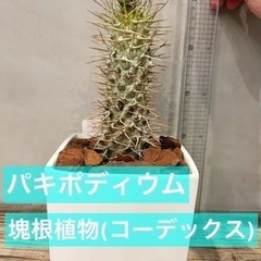 パキポディウム ラメリー 丈夫で目を引く塊根植物です 観葉植物 ビザールプランツの画像