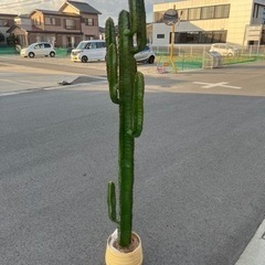 柱サボテン2m(観葉植物)