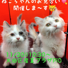 9/6生マンチカン♀ダイリュートキャリコ(トライアウト猫)