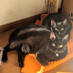 黒猫２匹一緒に　１歳半の男の子と６ヶ月の女の子