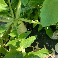 採れたて無農薬野菜をお安く