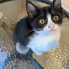 （募集一旦〆ます）里親募集！会社で産まれていた仔猫達です。