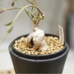 モナデニウム モンタナム ほぼ流通する事のない塊根植物 観葉植物 ビザールプランツの画像