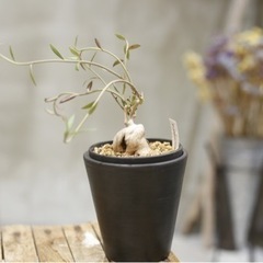 モナデニウム モンタナム ほぼ流通する事のない塊根植物 観葉植物...