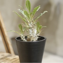 市場にあまり出ないレアな塊根植物ですパキポディウム サウンデルシ...