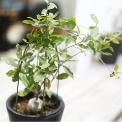 かなり希少価値の高い塊根植物 火星人(フォッケア エデュリス)観葉植物 ビザールプランツの画像