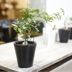 かなり希少価値の高い塊根植物 火星人(フォッケア エデュリス)観...