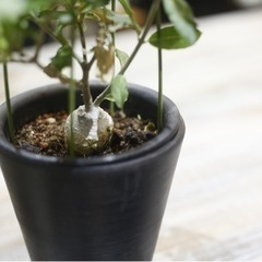 かなり希少価値の高い塊根植物 火星人(フォッケア エデュリス)観葉植物 ビザールプランツの画像