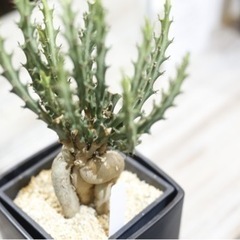 流通量の少ない仕立てもレアな塊根植物ですユーフォルビア・ クンチー 観葉植物 ビザールプランツの画像