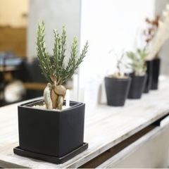 流通量の少ない仕立てもレアな塊根植物ですユーフォルビア・ クンチ...