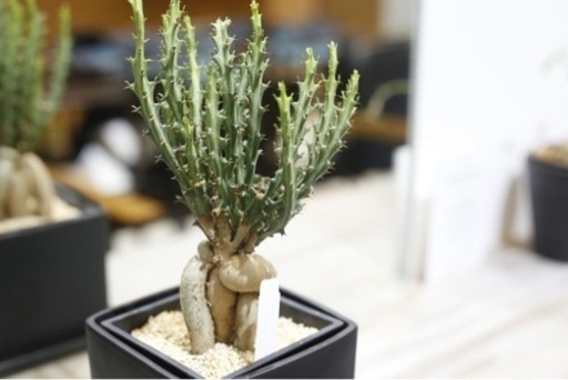 流通量の少ない仕立てもレアな塊根植物ですユーフォルビア・ クンチー 観葉植物 ビザールプランツ