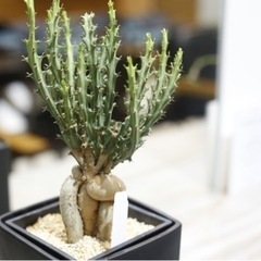 流通量の少ない仕立てもレアな塊根植物ですユーフォルビア・ クンチー 観葉植物 ビザールプランツの画像