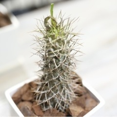 パキポディウム ラメリー 丈夫で目を引く塊根植物です 観葉植物 ビザールプランツの画像