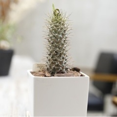 パキポディウム ラメリー 丈夫で目を引く塊根植物です 観葉植物 ビザールプランツの画像