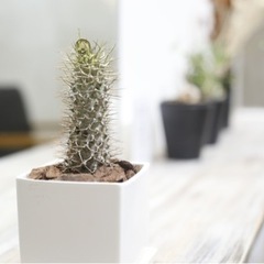 パキポディウム ラメリー 丈夫で目を引く塊根植物です 観葉植物 ...