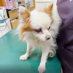 白いふわふわに淡い茶が入ったチワワ「羽男」くん🥰