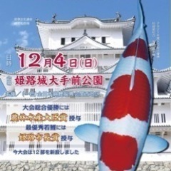 錦鯉品評会