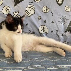仔猫　メス