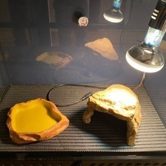GEX 爬虫類　ケージ　おまけ有りの画像