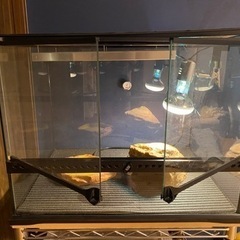 GEX 爬虫類　ケージ　おまけ有り