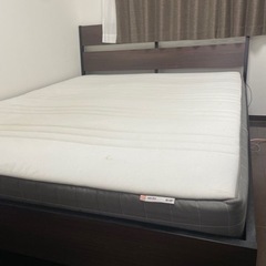 クイーンベットの画像