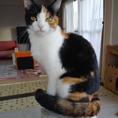 約１才の三毛猫の女の子の画像