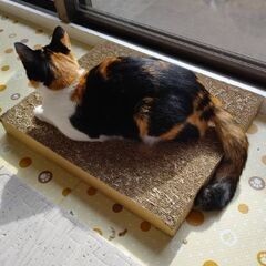 約１才の三毛猫の女の子 - 川崎市
