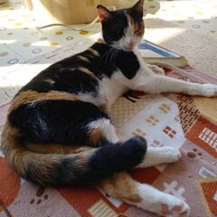 約１才の三毛猫の女の子 - 猫